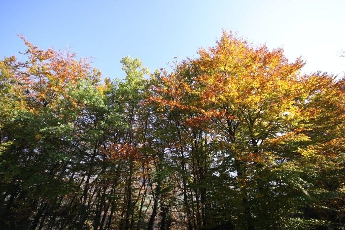 Automne au Mt-Pelerin - 002